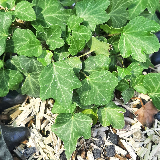 Lierre grimpant (Hedera helix)