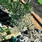 Genévrier de chine (Juniperus chinensis)