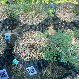Genévrier de chine (Juniperus chinensis)