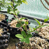 Troène de californie panaché doré (Ligustrum ovalifolium aureum)