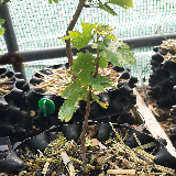 Liquidambar (Liquidambar styraciflua)