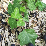 Lierre grimpant (Hedera helix)