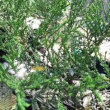 Genévrier de chine (Juniperus chinensis)