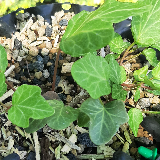 Lierre grimpant (Hedera helix)