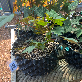 Érable sycomore (Acer pseudoplatanus)