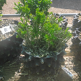 Buis commun (Buxus semperviens)