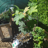 Érable sycomore (Acer pseudoplatanus)