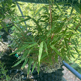 Bambou Jaune (Phyllostachys Aurea)