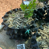 Buis commun (Buxus semperviens)