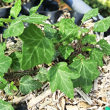 Lierre grimpant (Hedera helix)