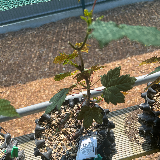 Érable sycomore (Acer pseudoplatanus)