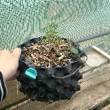 Pin sylvestre (Pinus sylvestris)