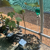 Érable sycomore (Acer pseudoplatanus)