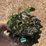 Cognassier du japon (Chaenomeles japonica)