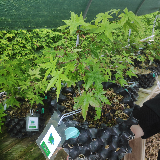 Érable palmé (Acer palmatum)