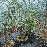 Saule commun (Salix alba)