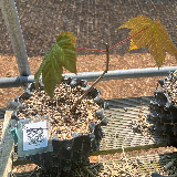 Érable sycomore (Acer pseudoplatanus)