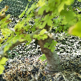 Charmes commun (Carpinus betulus)