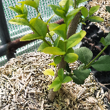 Troène de californie panaché doré (Ligustrum ovalifolium aureum)