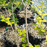 Troène de californie panaché doré (Ligustrum ovalifolium aureum)