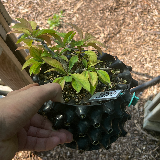 Cognassier du japon (Chaenomeles japonica)