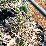Genévrier de chine (Juniperus chinensis)