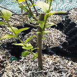 Troène de californie panaché doré (Ligustrum ovalifolium aureum)