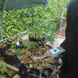 Érable palmé (Acer palmatum)