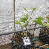 Ginkgo (Ginkgo biloba)