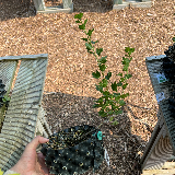 Groseiller à maquereau (Ribes usa-crispa)