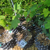 Érable sycomore (Acer pseudoplatanus)