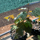 Érable sycomore (Acer pseudoplatanus)