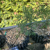 Genévrier de chine (Juniperus chinensis)