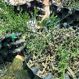 Genévrier de chine (Juniperus chinensis)