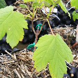 Érable sycomore (Acer pseudoplatanus)
