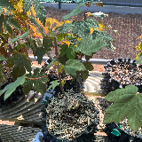 Érable sycomore (Acer pseudoplatanus)
