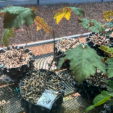 Érable sycomore (Acer pseudoplatanus)