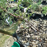 Genévrier de chine (Juniperus chinensis)