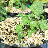 Lierre grimpant (Hedera helix)