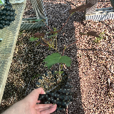 Érable sycomore (Acer pseudoplatanus)