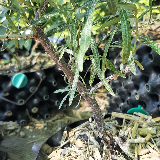 Argousier (Hippophae rhamnoides)