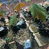 Érable sycomore (Acer pseudoplatanus)