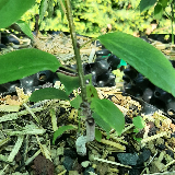 Nerprun purgatif (Rhamnaceae Rhamnus)