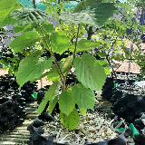 Noisetier commun (Corylus avellana)