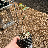 Érable sycomore (Acer pseudoplatanus)