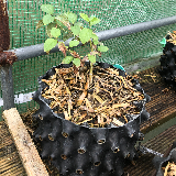 Cornouiller sanguin (Cornus sanguinea)