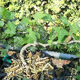 Lierre grimpant (Hedera helix)