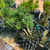 Buis commun (Buxus semperviens)