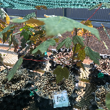 Érable sycomore (Acer pseudoplatanus)