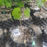 Érable sycomore (Acer pseudoplatanus)